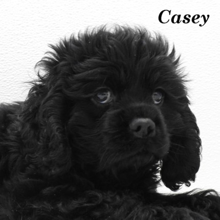 puppy, for, sale, Cocker Spaniel, Joe & Cherri  Overlease, dog, breeder, Miller, MO, dog-breeder, puppy-for-sale, forsale, nearby, find, puppyfind, locator, puppylocator, aca